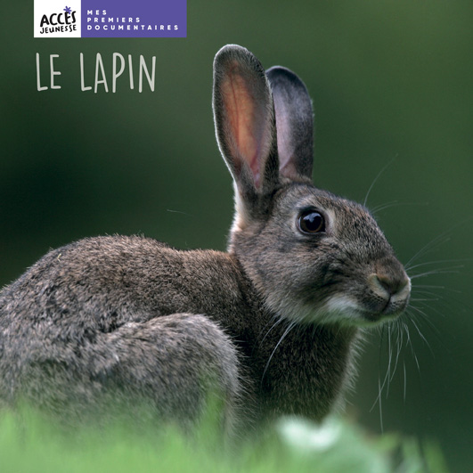 Couverture du livre photo Le lapin de la collection Mes premiers documentaires d'ACCÈS Jeunesse illustrée par une photo de lapin.