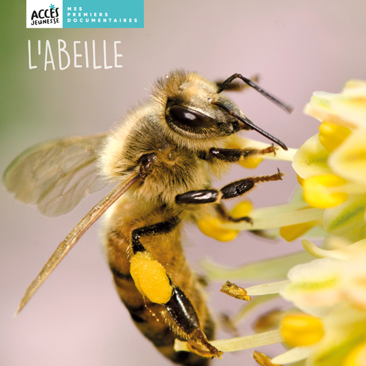 Couverture du livre photo L'abeille de la collection Mes premiers documentaires d'ACCÈS Jeunesse.