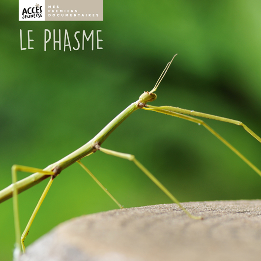 Couverture du livre photo Le phasme de la collection Mes premiers documentaires d'ACCÈS Jeunesse illustrée.